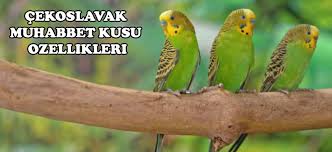 Cekoslovak Muhabbet Kusu Ozellikleri Ve Bakim Bilgileri