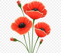 More images for poppy flower drawing » Common Poppy Flower Remembrance Poppy Poppies Png 556x718px Poppy Common Poppy Coquelicot Cut Flowers Drawing Download
