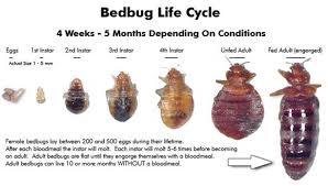Bed bug control & removal service. Bed Bugs Control Services In Perth Asked For Bedbugs Treatment Perth