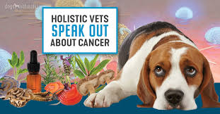 Small skin lesions and wounds or sores that do not heal can also be potentially cancerous. Holistic Vets Explain Natural Treatment Of Cancer In Dogs Dogs Naturally