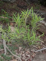 Image result for Xerophyta pauciramosa