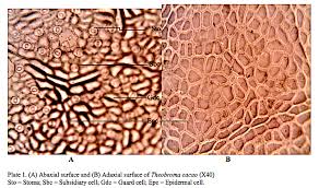 Image result for Crabbea cirsioides