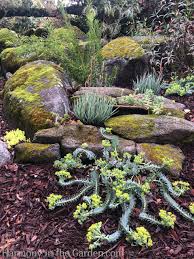 Image result for Euphorbia eranthes