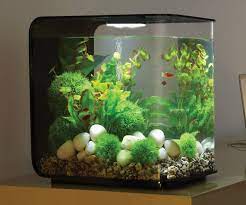 Walaupun memiliki fungsi yang cuku sederhana namun ternyata aquarium juga bisa digunakan untuk menghias ruangan. 8 Ide Akuarium Unik Akuarium Aquarium Unik