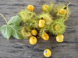 Alkohol botol kebun anggur minum minuman buah buahan gelas anggur tanaman merambat buah 62 Gambar Pohon Anggur Hutan Hd Gambar Pixabay