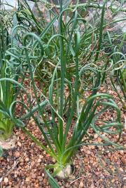 Image result for Albuca virens