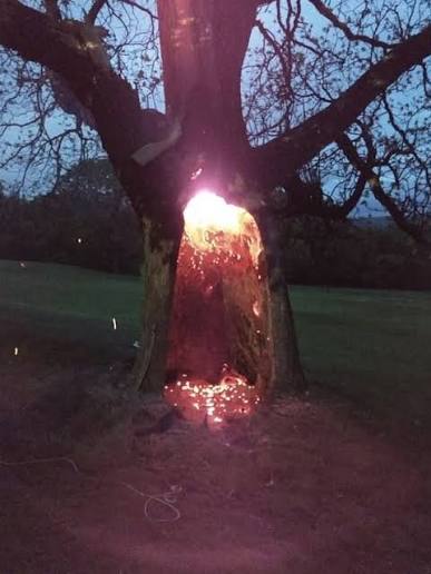 trees will occasionally be hit directly by lightning, causing the tree to burn from the inside or even sometimes just outright explode the tree doesn't burn the way you would think a