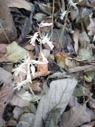 Image result for Epipogium roseum