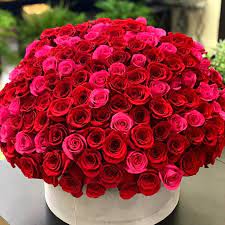 We did not find results for: 150 Red And Hot Pink Roses In A Box Luxury Flowers Miami