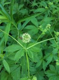 Image result for Sanicula