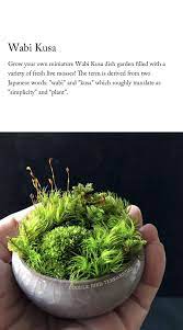 Wabi Kusa Dish Garden 1391 Dish Garden Plants Moss Plant