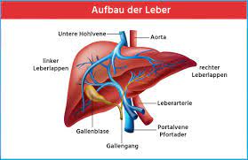 Die abkürzung für ‚abkürzung' lautet übrigens ‚abk.'. á Leberwerte Symptome Ursachen Fur Erhohte Werte Einfach Erklart