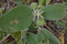 Image result for Melhania velutina