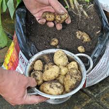 Test seeds on some damp kitchen towel in a plastic box placed in warmth to see if they germinate. How To Grow Veg In Time For Christmas Start In July The Telegraph