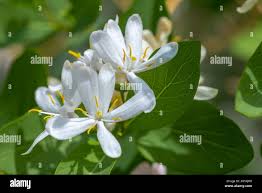 Image result for Caprifoliaceae