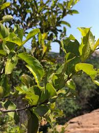 Image result for Combretum apiculatum