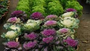 Maybe you would like to learn more about one of these? Flower Names In Tamil And English