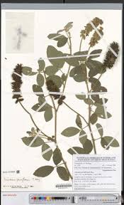 Image result for Eriosema parviflorum