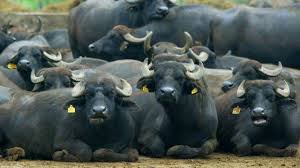 Check spelling or type a new query. Povestea Celei Mai Mari Ferme De BivoliÅ£e Din Romania Un Britanic Colaborator Al Comisiei Europene A FÄƒcut O LangÄƒ Brasov