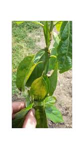Brown tips on avocado leaves. Avocado Tree With Yellowing Leaves