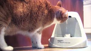 For use with dog mate and cat mate pet fountains; 10 Best Cat Water Fountains Your Ultimate List 2019 Heavy Com