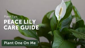 In nature the plant is used to its high humidity and warm temperatures. Peace Lily Spathiphyllum Plant Care What It Is How To Care And Why You Need It Indoor Plants
