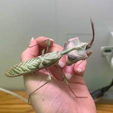 Devils flower mantis this may be one of the most famous mantis species: What Is A Devil S Flower Mantis And What Does It Look Like Quora