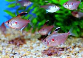 It grows to the size of 64mm and lives for around five years. Bleeding Heart Tetra Animal Database Fandom