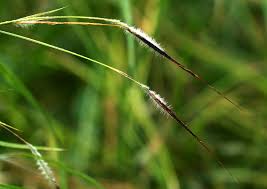 Image result for Heteropogon contortus