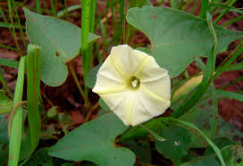 Image result for Ipomoea obscura
