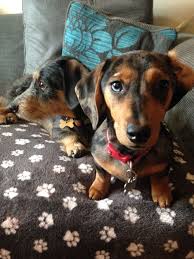 Sophie The New Addition A Miniature Smooth Haired Silver Dapple Dachshund And Link The Wire Haired In The Background Doxie Puppies Dog Love Dachshund