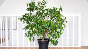 Image result for Ficus benjamina
