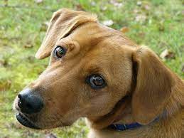 The Beagle Lab Mix A K A Beagador Fun Playful With A Mind Of Its Own Animalso
