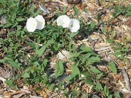 Many gardeners classify morning glory bindweeds as one type of plant. Bindweed Noxious Weed