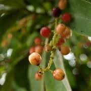 Research from ethnobotanical records provides us with patchy knowledge regarding the total numbers of species used. Egrow Egrow 100pcs Pack Schisandra Seeds Chinese Magnolia Vine Edible Garden Fruit Tree Seed Diy Plants Newchic