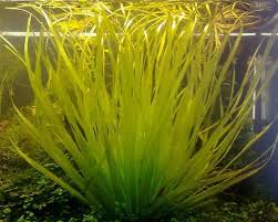 Image result for Blyxa aubertii