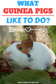 Pin On Guinea Pig Care