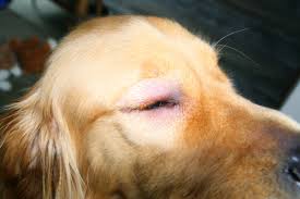 My Dog Has Been Stung By A Bee, What Can I Do? - Treendale Vet Medical  Centre