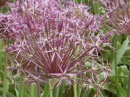 Pin On Bulbs
