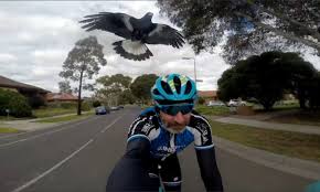 Australia is plagued with a unique danger to cyclists: Magpie Swoops Down To Peck Cyclist In Pennsylvania Daily Mail Online