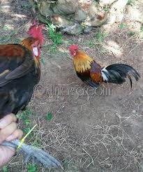 Kemudian keunikan lain dari ayam ini yang buerbeda dari ayam lain bagi anda yang ingin mengoleksi ayam hutan mungkin jenis ini adalah jenis yang mudah untuk usia dari ayam ini sangat berpengaruh pada harga jual ayamnya. Tips Memikat Memelihara Ayam Hutan Asli Uniaga Aviary