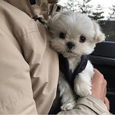 pin by blackpink blink on creatures cute baby animals cute animals animals