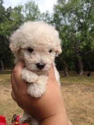 Tiny puppies are our passion. Super Cute Maltipoo Puppies 8 Weeks Old For Sale In San Antonio Texas Classified Americanlisted Com