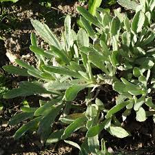 Image result for Helichrysum argyranthum
