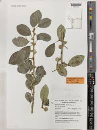 Image result for Maclura africana