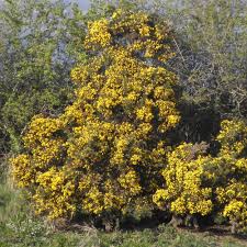 Le chèvrefeuille est un arbuste grimpant à la floraison très parfumée. Arbuste A Floraison Automnale Liste Ooreka