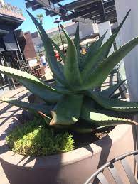 It can't tolerate winter chill and only grows. Pin Auf Garden Ideas