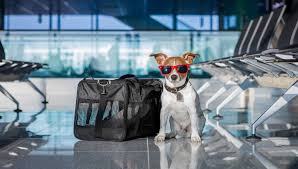 Universal orlando resort vacations are frogtastic — from the magical delights of the wizarding world to the hilarity of minion mayhem — you don't have pets and therapy animals are not permitted inside any of the theme parks at universal orlando resort. The Top 10 Most Pet Friendly Airports In The U S Study