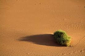 Image result for Acanthosicyos