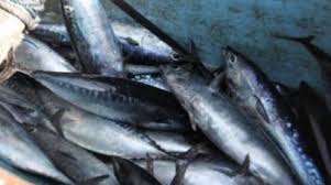 Yuk pelajari cara membakar ikan supaya bumbunya. Goriau Ini Jenis Ikan Tongkol Yang Sebabkan Ratusan Warga Jember Keracunan